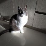 Gato blanco y gris paradado en el piso, mirando de lado, con luz natural entrando por la ventana.