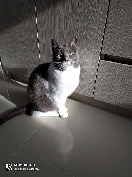 Gato blanco y gris paradado en el piso, mirando de lado, con luz natural entrando por la ventana.