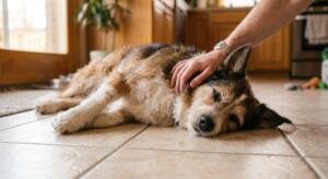 Mano acariciando con ternura a un perro mestizo adulto y relajado, sobre baldosa con luz natural cálida.